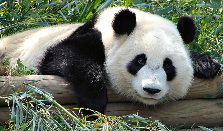 10 Interesting Facts about Giant Pandas 